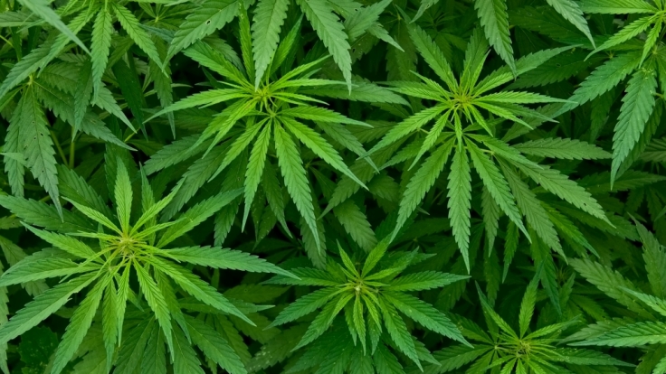 Einen Ballon voll Cannabis entfernte ein australischer Arzt aus der Nase eines Mannes.