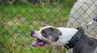 Im US-Bundesstaat Georgia wurde eine 80-jährige Frau von den Hunden ihrer Tochter zerfleischt.