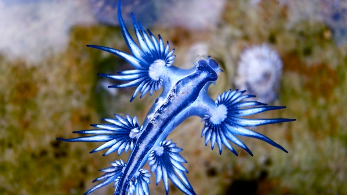 An einem Strand auf Phuket wurde die giftige Fadenschneckenart&nbsp;Glaucus atlanticus gefunden. (Foto)