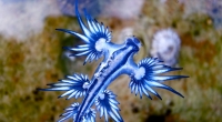 An einem Strand auf Phuket wurde die giftige Fadenschneckenart Glaucus atlanticus gefunden.