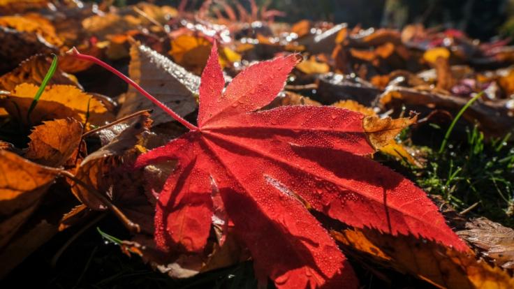 Der Hitze-Herbst ist vorbei: Jetzt übernehmen Frost und Nebel das Wetter-Ruder.