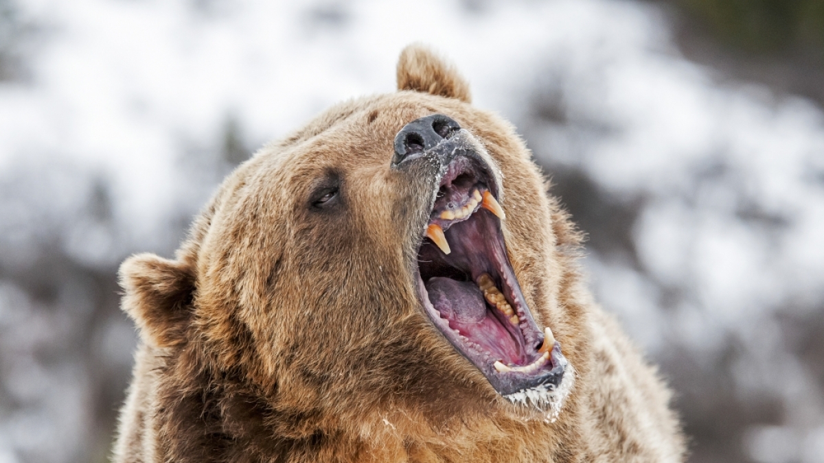 Gegen eine Bergziege hatte ein Grizzly keine Chance. (Foto)