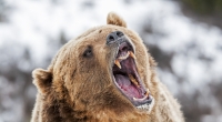 Gegen eine Bergziege hatte ein Grizzly keine Chance.