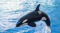 Orca Tilikum tötete seine Trainerin auf brutalste Weise.
