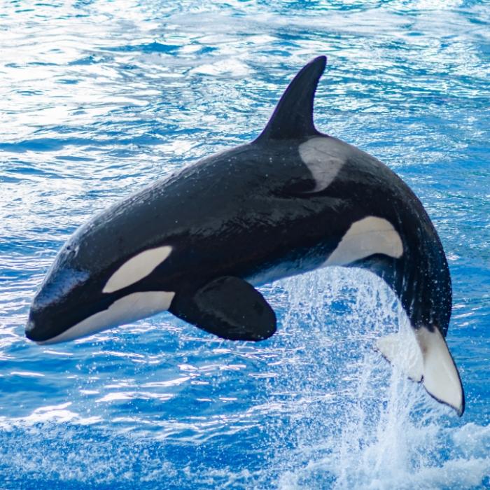Autopsiebericht enthüllt: Orca skalpierte seine Trainerin!