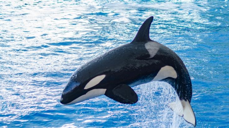 Orca Tilikum tötete seine Trainerin auf brutalste Weise.