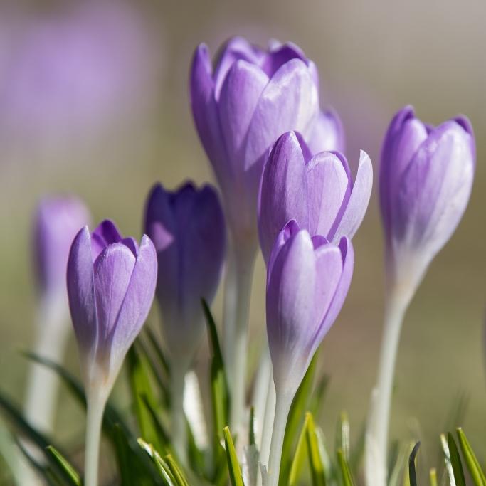 Sonniger Frühling? Das sagt der Hundertjährige Kalender