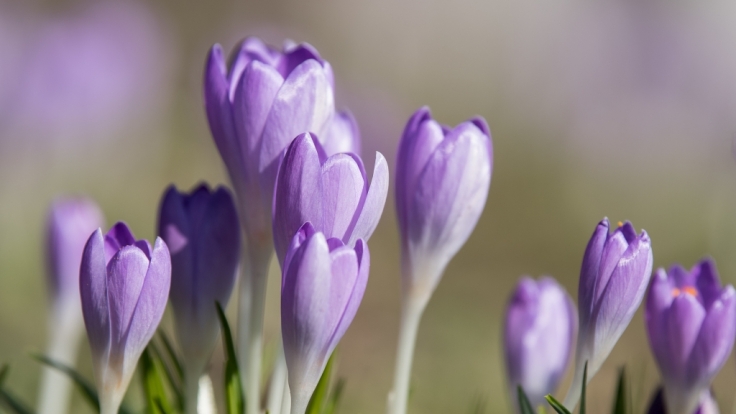 Dürfen wir uns auf einen warmen Frühlingsanfang freuen?