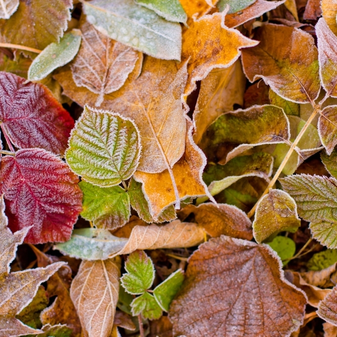 Hundertjähriger Kalender verrät: So wird das Wetter im November