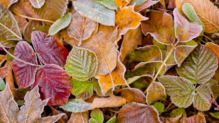 Sonnen-Herbst oder Kälte-Alarm? Der Hundertjährige Kalender verrät, wie der November werden könnte.