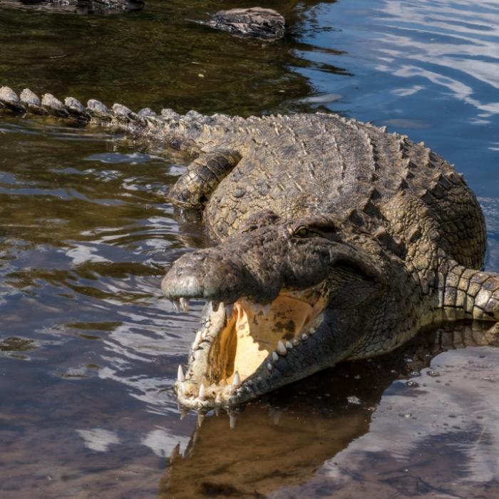 Überreste in Rachen gefunden! Krokodil zerfleischt Frau (55)