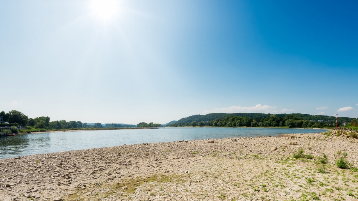 Durch die langanhaltende Hitze ist der Uferbereich des Rheins ganz ausgetrocknet. (Foto)