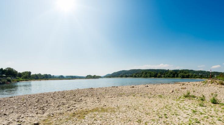 Durch die langanhaltende Hitze ist der Uferbereich des Rheins ganz ausgetrocknet.