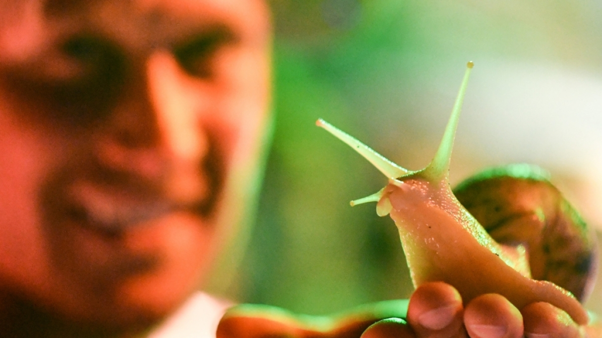 Eine Mutprobe rund um eine Schnecke wird einem Australier zum t&ouml;dlichen Verh&auml;ngnis. (Symbolfoto) (Foto)