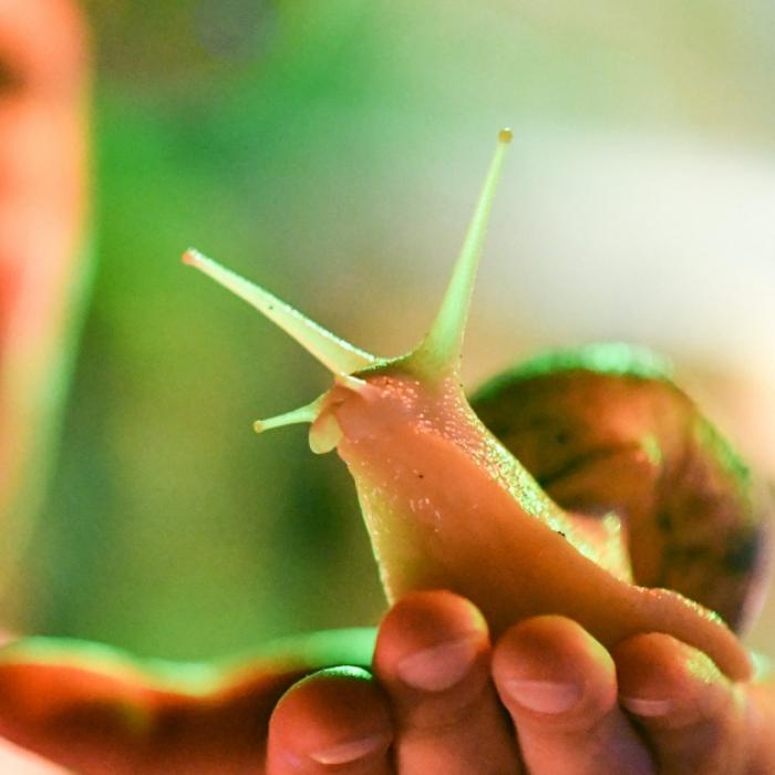 Australier verspeist Schnecke – 8 Jahre später stirbt er qualvoll