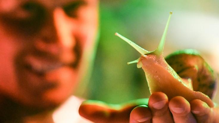 Eine Mutprobe rund um eine Schnecke wird einem Australier zum tödlichen Verhängnis. (Symbolfoto)