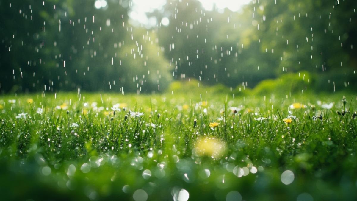 Der Sommer zeigt sich in dieser Woche zweigeteilt. (Foto)