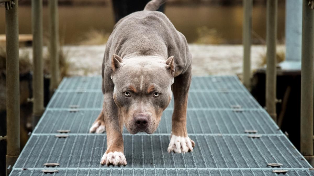 Ein Pitbull hat einem Jungen den Arm abgerissen. (Foto)