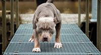 Ein Pitbull hat einem Jungen den Arm abgerissen.
