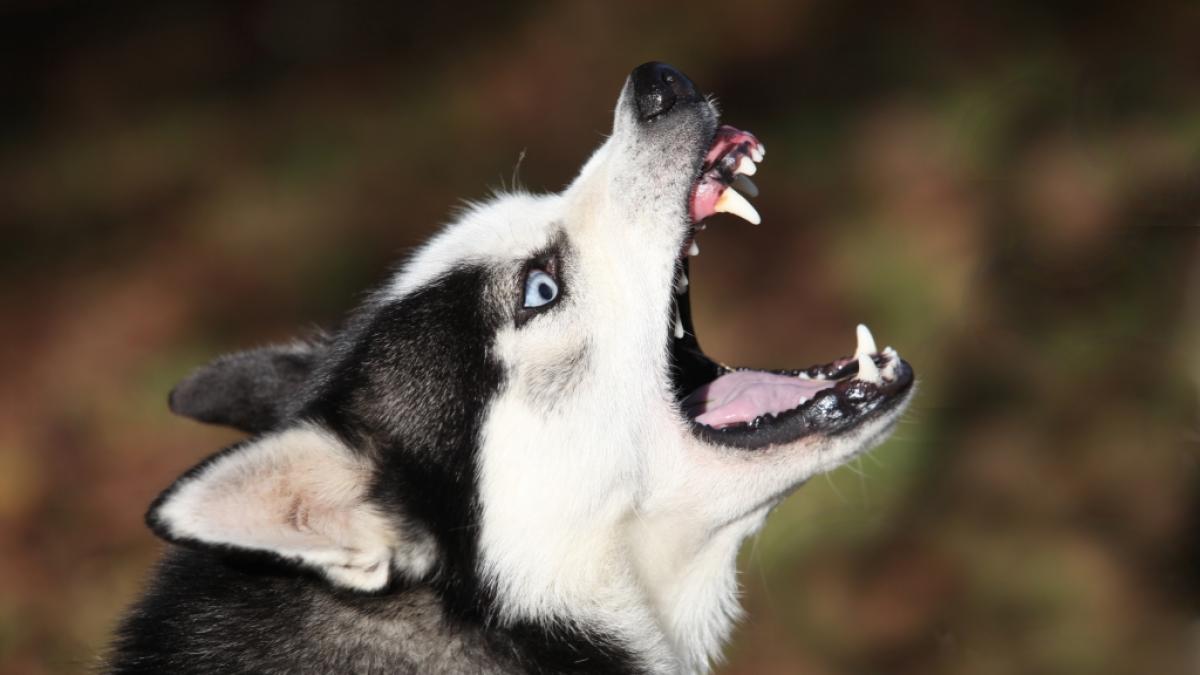 Einer der Huskys hat die drei Monate alte Kyra totgebissen. (Foto)