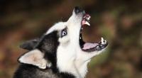 Einer der Huskys hat die drei Monate alte Kyra totgebissen.