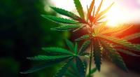 Beliefern die Taliban Deutschland schon bald mit Cannabis?