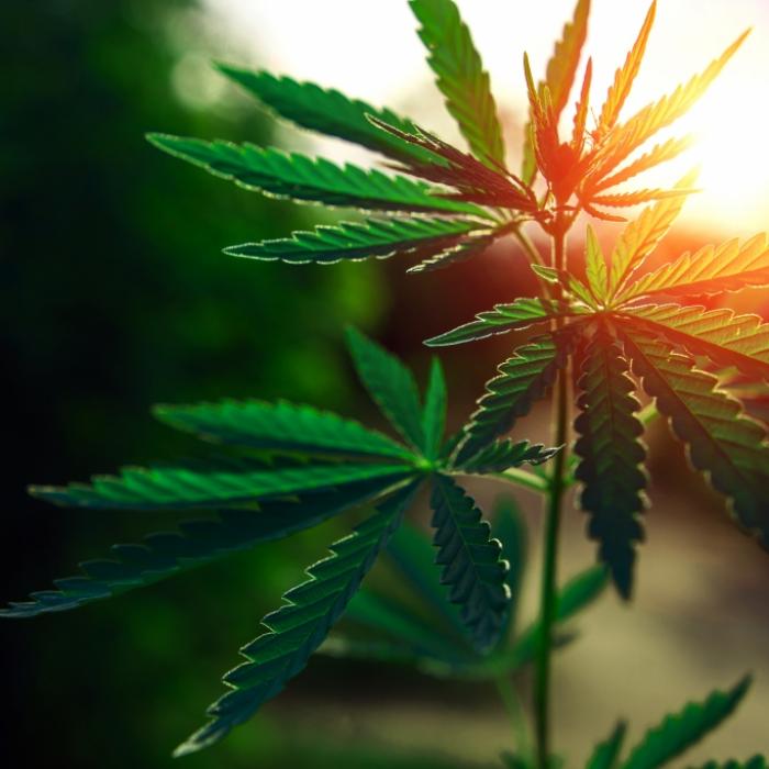 Beliefern die Taliban Deutschland schon bald mit Marihuana?