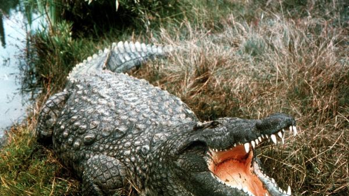 Ein Krokodil hat in Sri Lanka einen 24-j&auml;hrigen Mann aus Gro&szlig;britannien get&ouml;tet (Symbolfoto). (Foto)