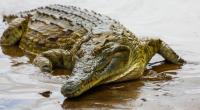 Ein Krokodil hat einen achtjährigen Jungen gefressen.
