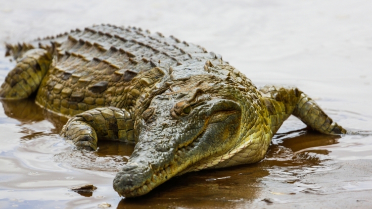 Ein Krokodil hat einen achtjährigen Jungen gefressen.