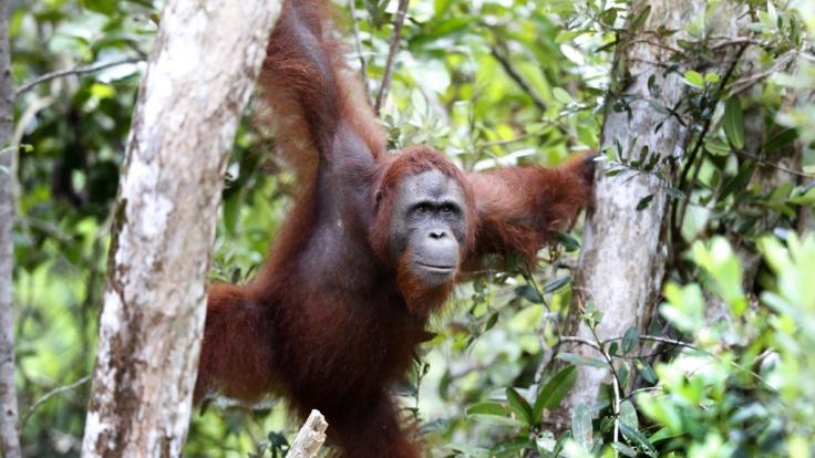 Orang-Utan-Bordelle sind in Indonesien keine Seltenheit.