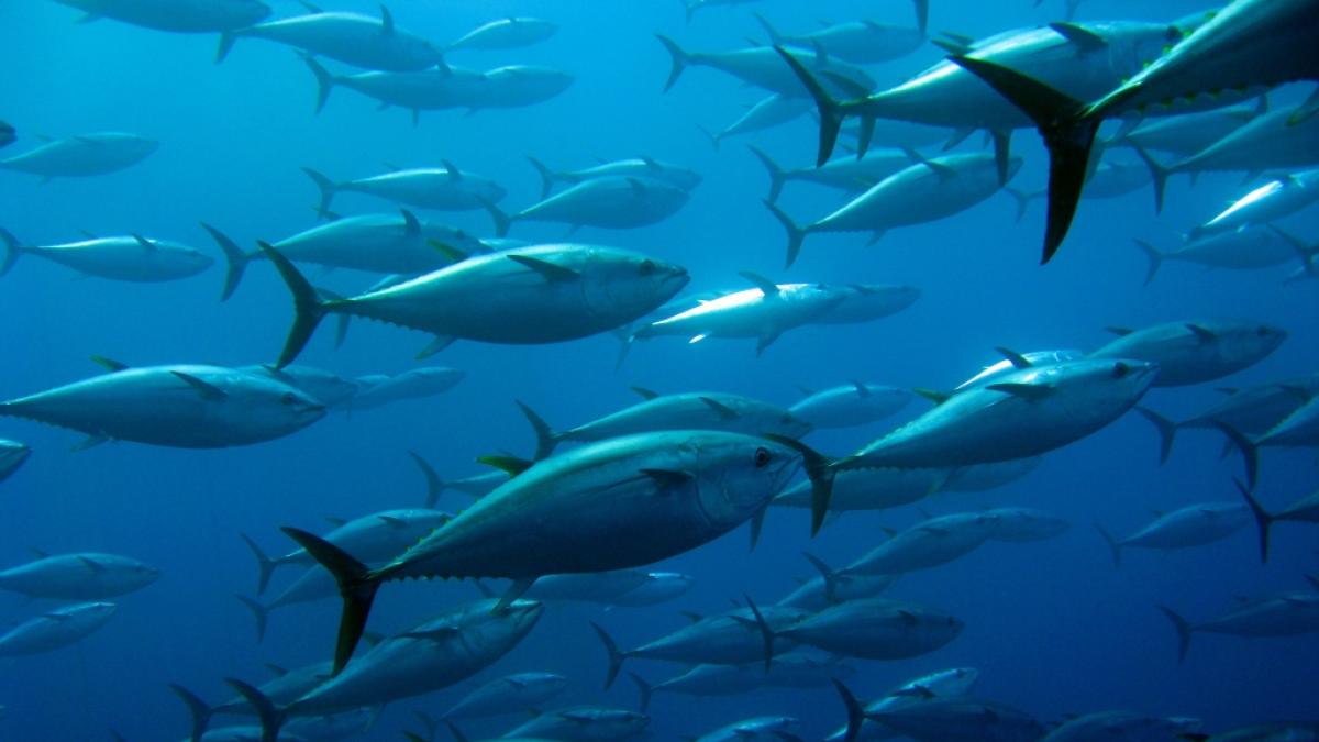 Ein riesiger Thunfisch soll einen Angler auf Hawaii &uuml;ber Bord gezogen haben. Der Mann gilt seit Sonntag als vermisst. (Foto)