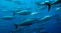 Ein riesiger Thunfisch soll einen Angler auf Hawaii über Bord gezogen haben. Der Mann gilt seit Sonntag als vermisst.