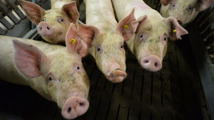 Ein Schweinderl aus Cölbe floh vor dem Schlachter und stoppte damit ein Golfturnier.