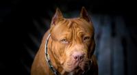 In Goodwick hat ein Pitbull eine 72-Jährige eine Stunde lang zerfleischt.