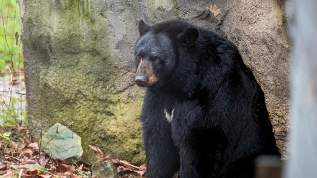 In Kanada hat ein Schwarzb&auml;r eine 44-j&auml;hrige Mutter t&ouml;dlich verletzt. (Foto)