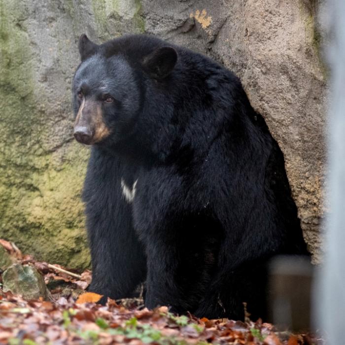 Frau von Bär zerfleischt! Sohn (9) muss alles mit ansehen