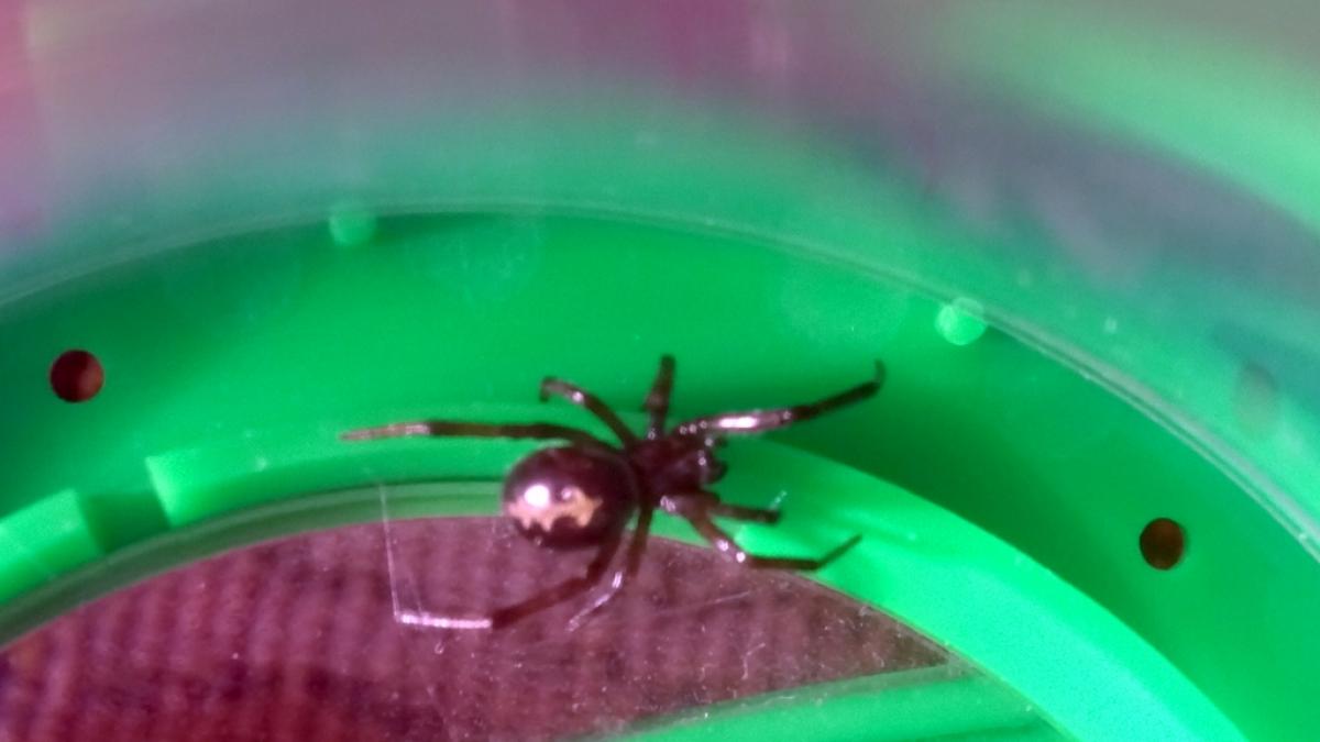 In Gro&szlig;britannien k&auml;mpfte eine junge Frau nach einem Spinnenbiss um ihr Leben. (Foto)