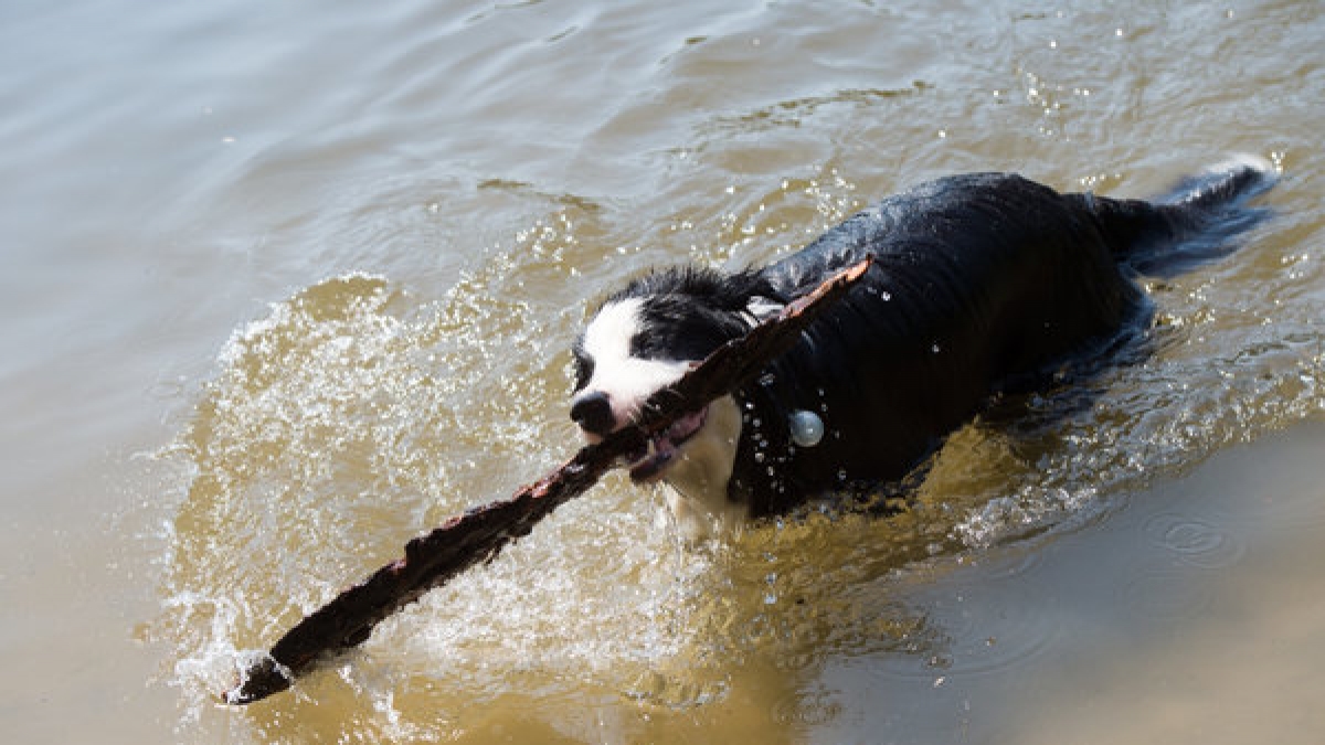 Die Hundstage versprechen die hei&szlig;esten Tage des Jahres. (Foto)