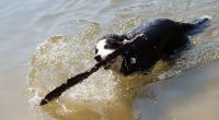 Die Hundstage versprechen die heißesten Tage des Jahres.