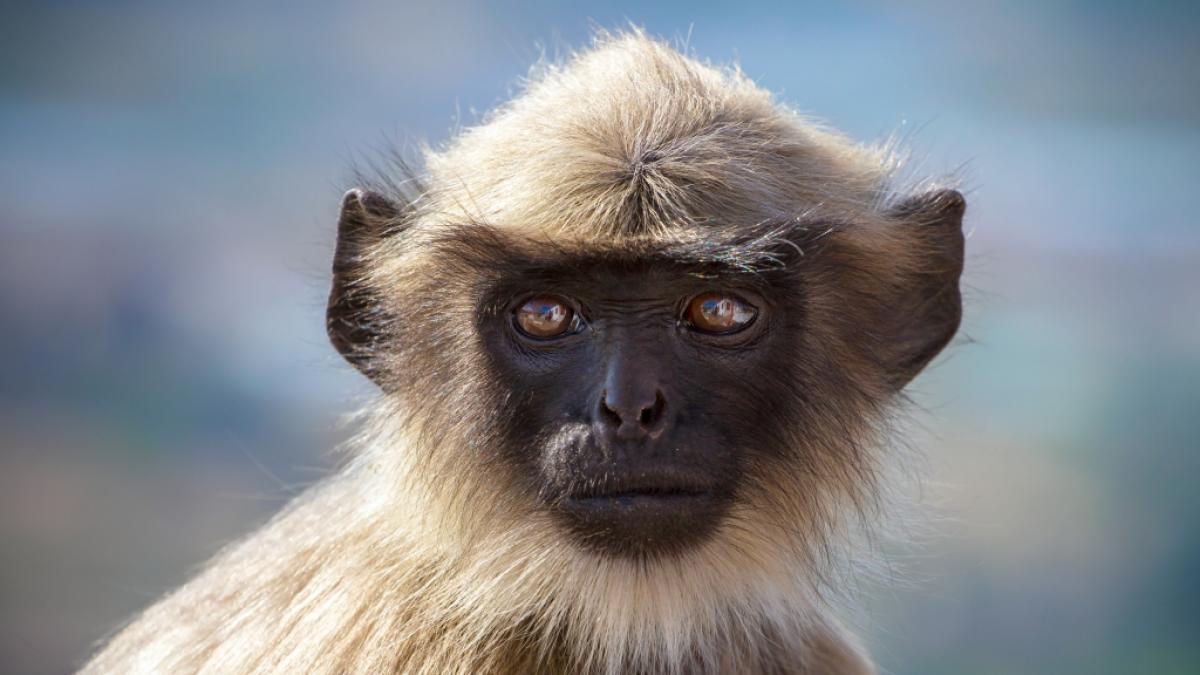 In Indien hat ein Affe ein Baby t&ouml;dlich mit einem Stein verletzt. (Foto)