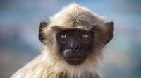 In Indien hat ein Affe ein Baby tödlich mit einem Stein verletzt.