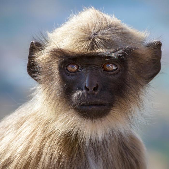 Horror-Attacke! Killer-Affe steinigt Baby zu Tode