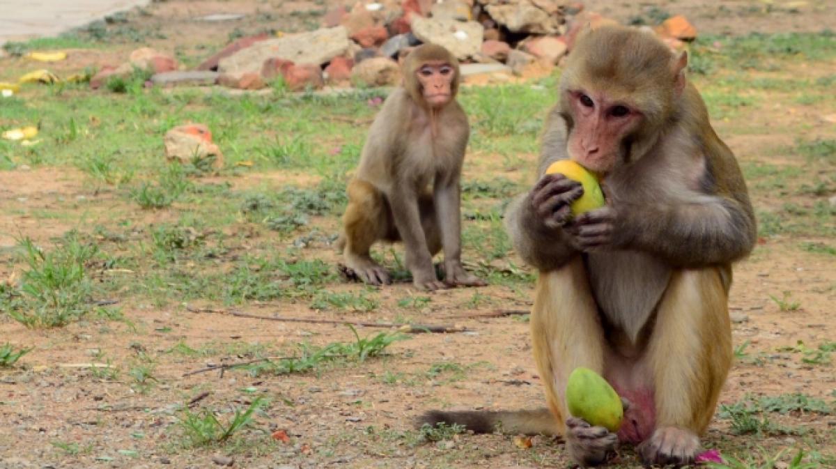 Ein Affe hat in Indien ein Baby von einem Dach geworfen. (Foto)