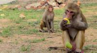 Ein Affe hat in Indien ein Baby von einem Dach geworfen.