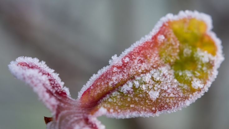 Gartenarbeit im Dezember