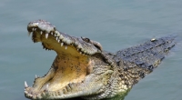 Das Krokodil zerrte den Jungen beim Spielen ins Wasser.