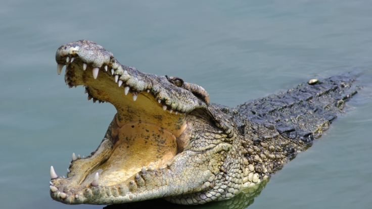 Das Krokodil zerrte den Jungen beim Spielen ins Wasser.