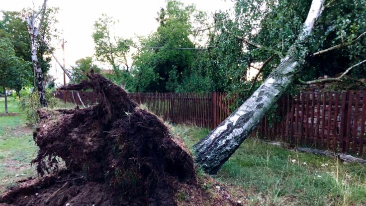 Gewitter und Starkregen haben am Sonntagabend in Deutschland mehrere Bäume umstürzen lassen.
