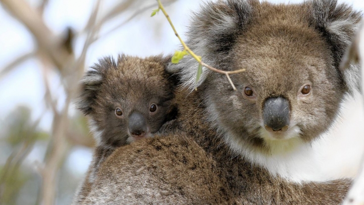 Australien bei Arte